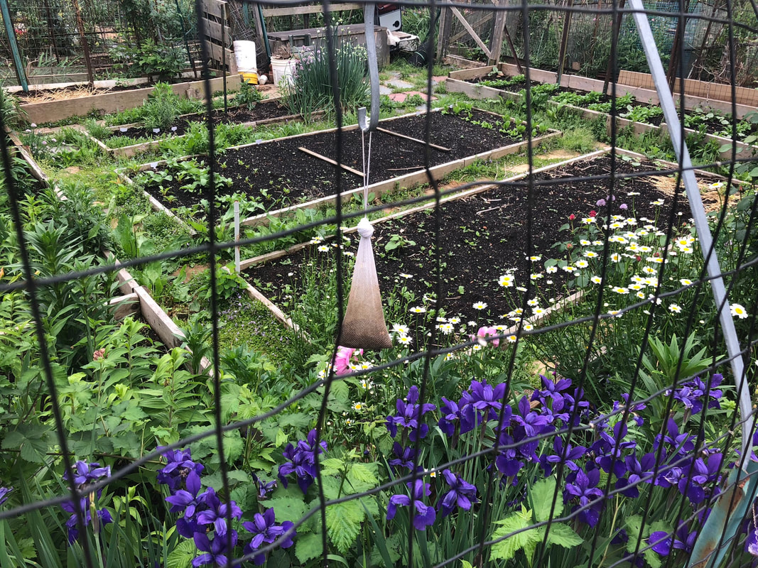 The garden in summer